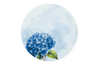 talerz płytki 285mm Vanilla Hortensja Blue